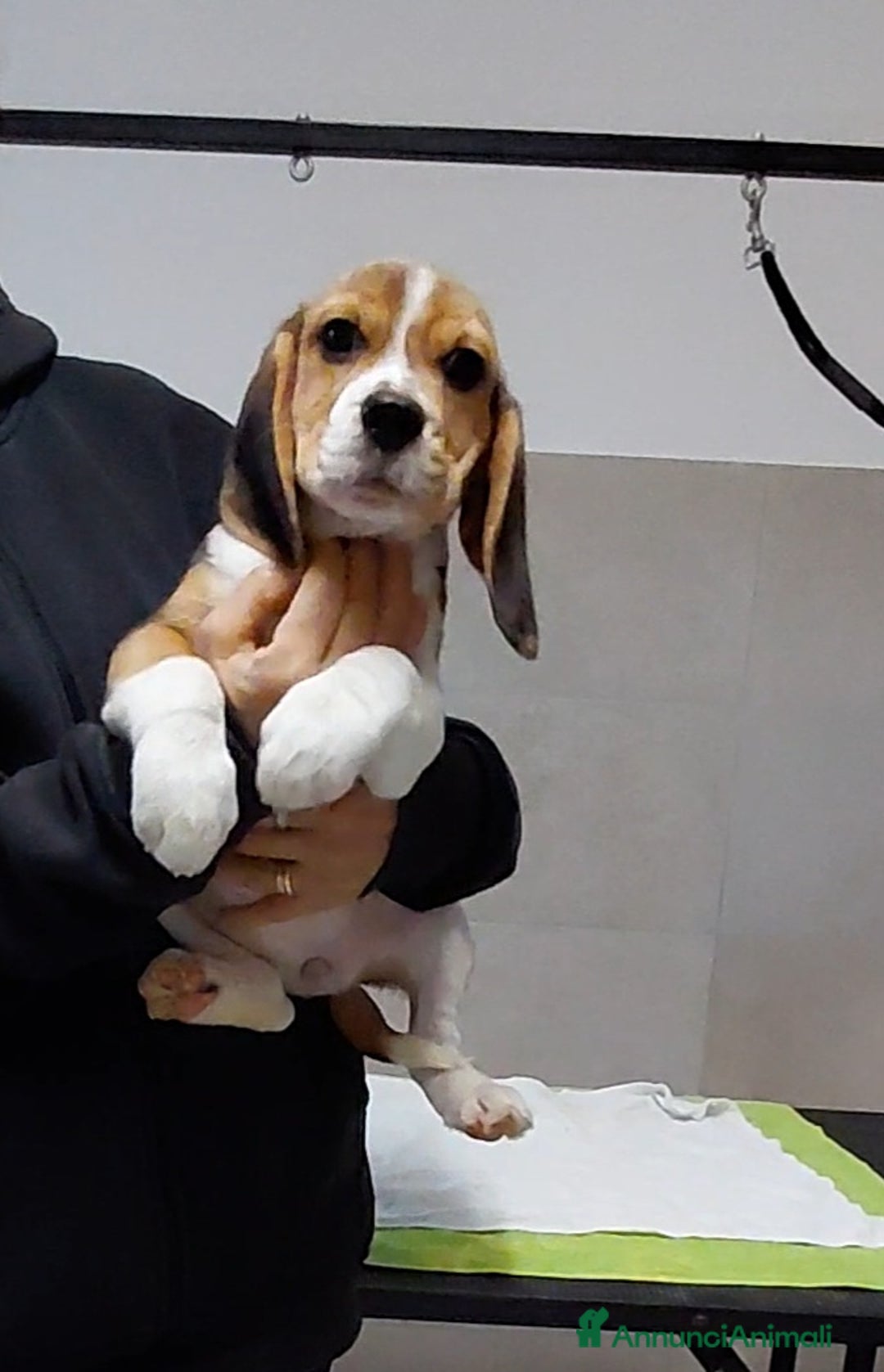 Beagle cani in vendita: Cuccioli Beagle - Annuncio 4