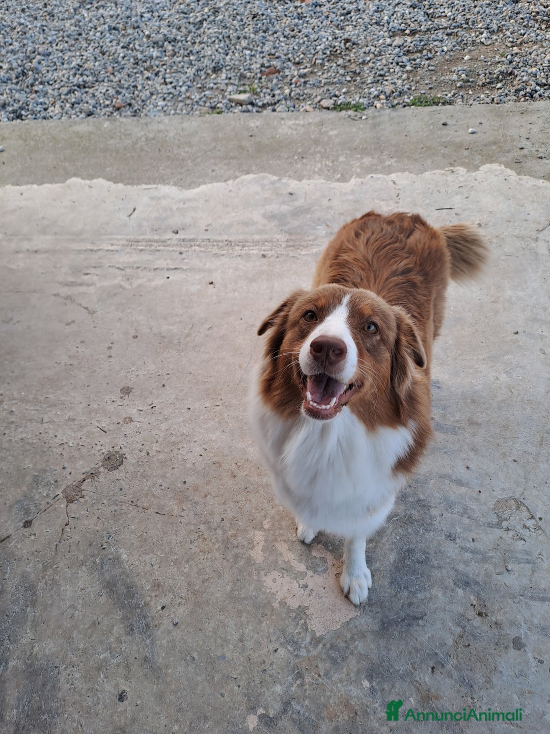 Australian Shepherd cani in vendita: Australian sheperd - Annuncio 2