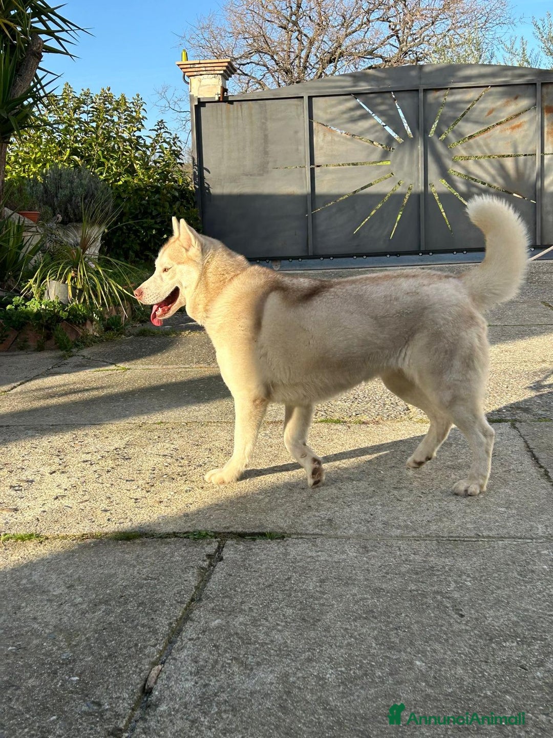 Husky cani in vendita: Husky Siberian  a Provincia di Cosenza - Immagine 8