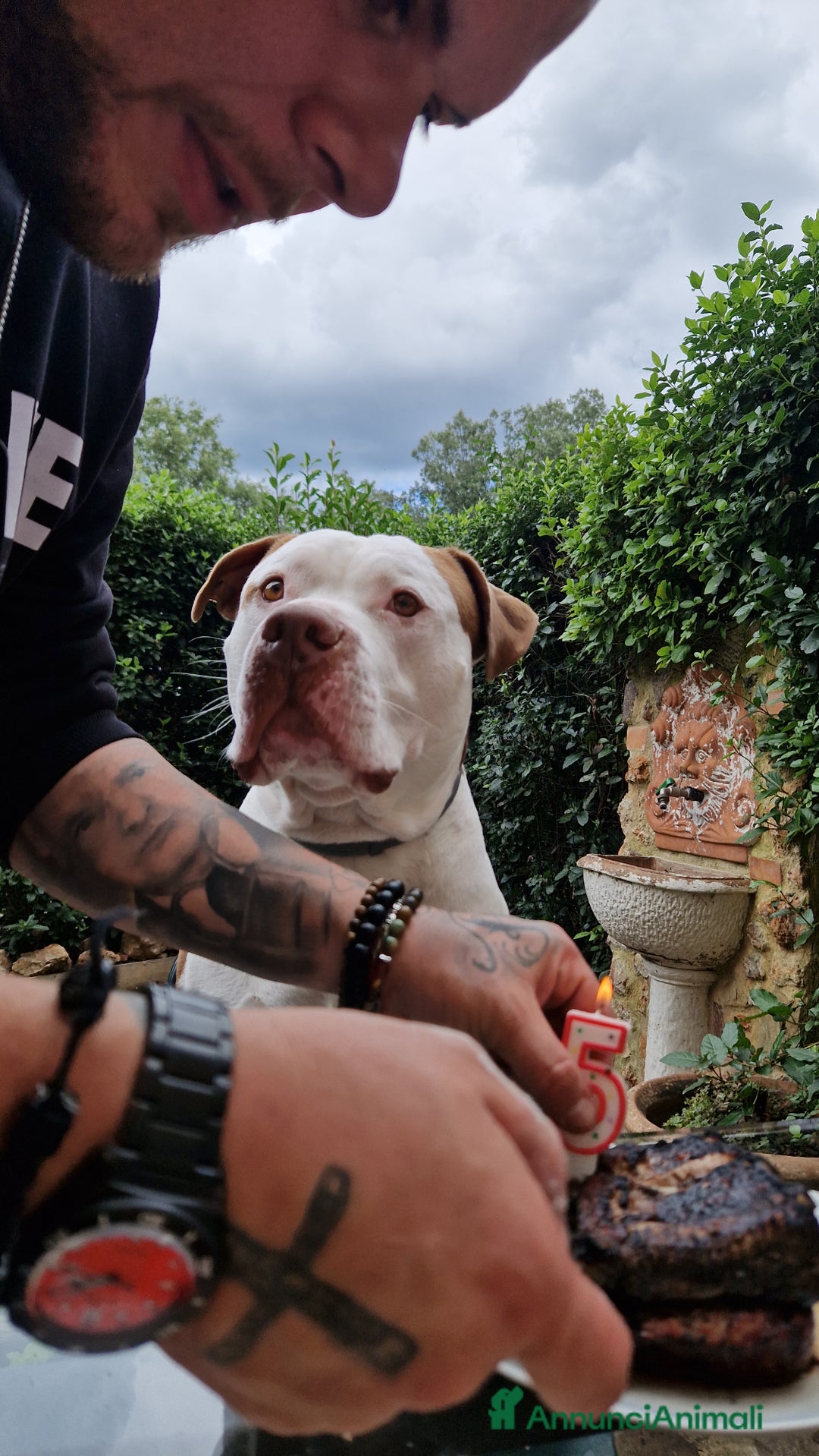 Pitbull cani per accoppiamento: Pitbull americano per coppiare. - Annuncio 8