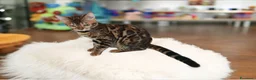 Bengala gatti in vendita: Gattina Bengala  - Annuncio 4