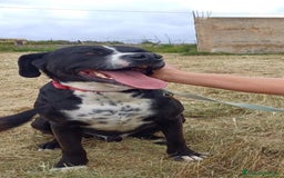 Meticcio cani per accoppiamento: LUCA, 2 ANNI a Provincia di Bergamo - Immagine 6