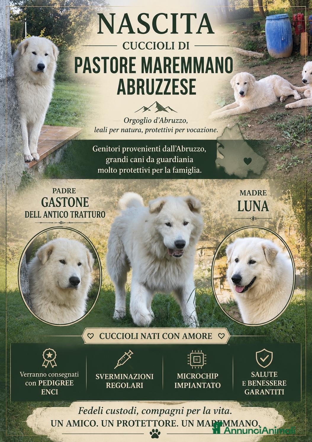 Pastore Abbruzzese Maremmano cani Cucciolo pastore maremmano abbruzzese - Annuncio 1