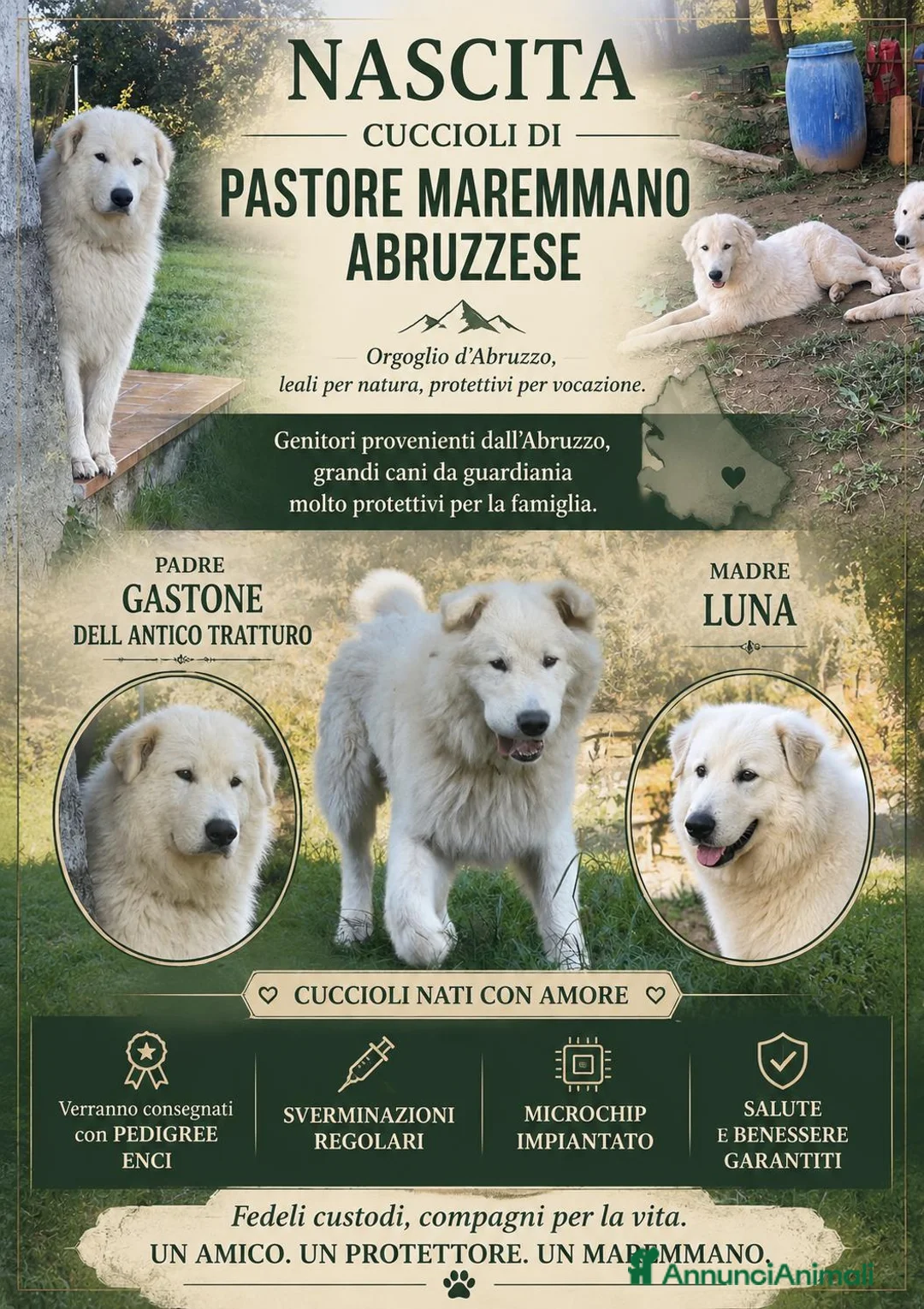 Pastore Abbruzzese Maremmano cani in vendita: Cucciolo pastore maremmano abbruzzese a Provincia di Massa e Carrara - Annuncio 1