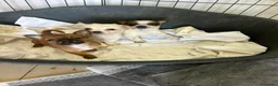 Meticcio cani in regalo: TANTI CUCCIOLI SOLI! a Provincia di Vicenza - Annuncio 2