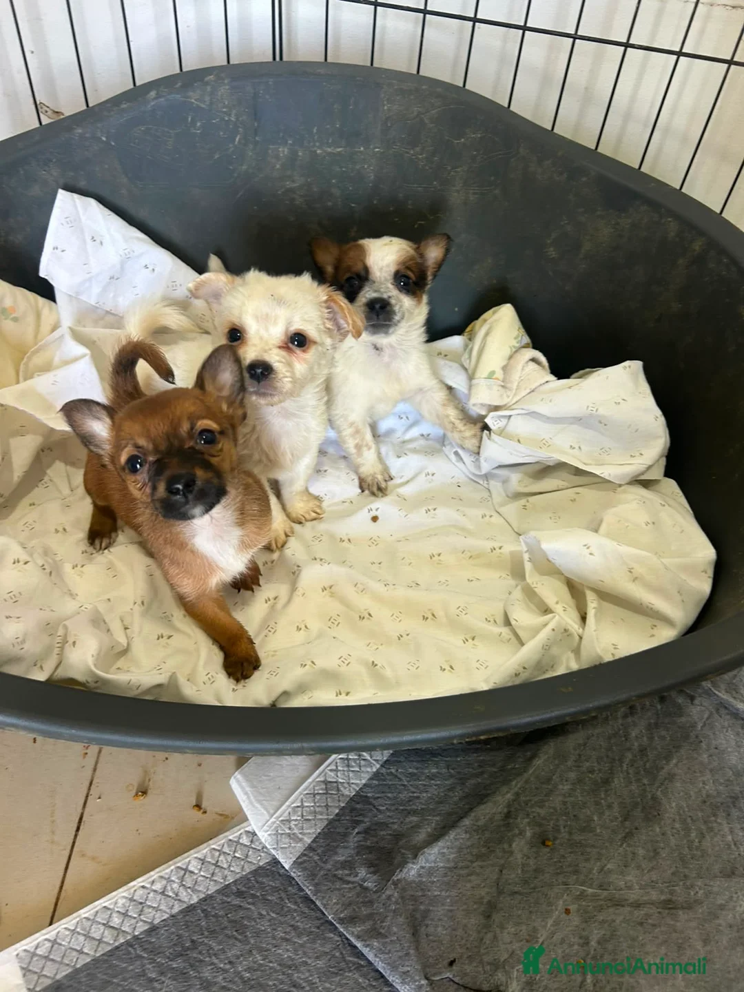 Meticcio cani in regalo: TANTI CUCCIOLI SOLI! a Provincia di Vicenza - Annuncio 2