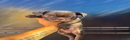 Bulldog Francese cani in vendita: Bulldog francese - Annuncio 6