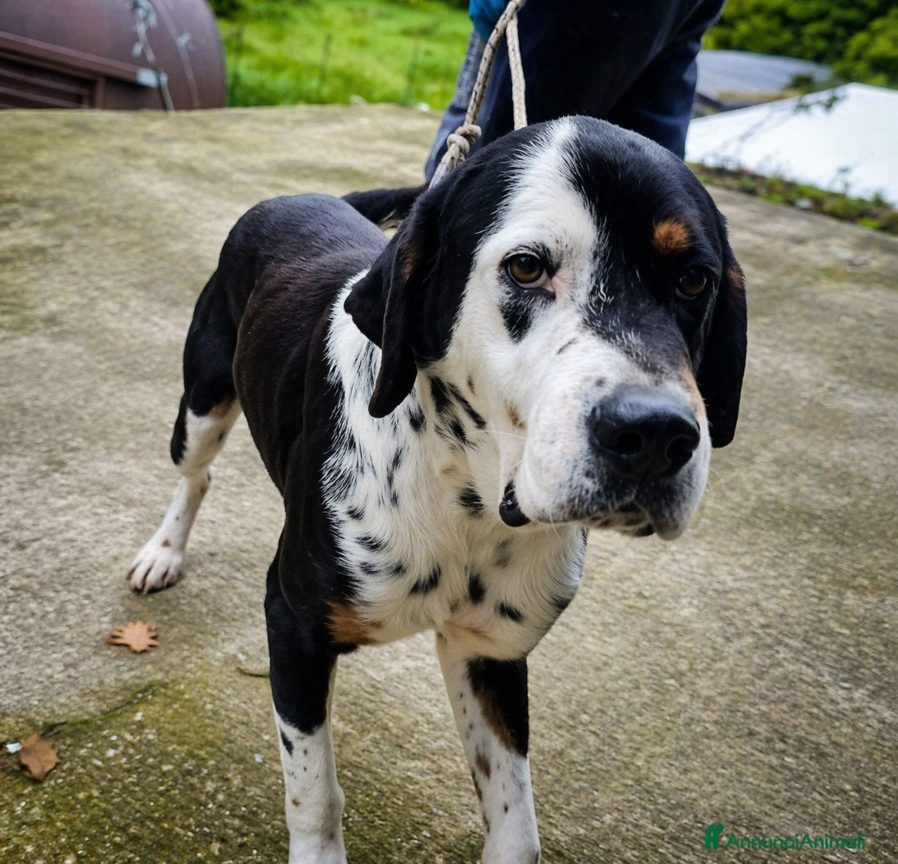 Meticcio cani Cagnolino di taglia media grande  - Annuncio 24