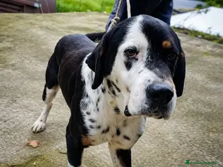 Meticcio cani Cagnolino di taglia media grande - Annuncio 24