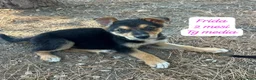 Meticcio cani in regalo: Cuccioli invisibili da salvare  a Provincia di Pistoia - Annuncio 2