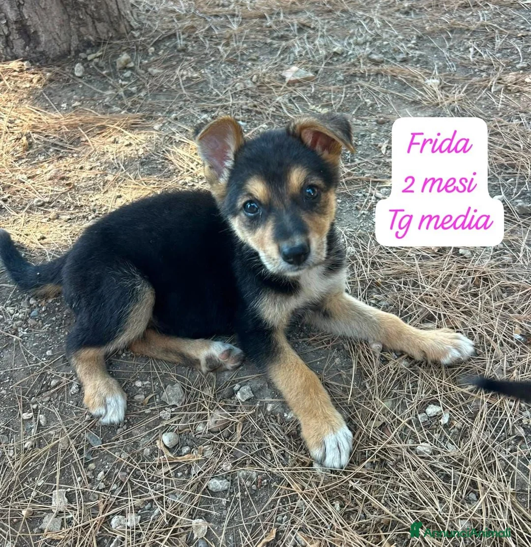 Meticcio cani in regalo: Cuccioli invisibili da salvare  a Provincia di Pistoia - Annuncio 2