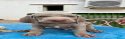 Weimaraner cani in vendita: Dolcissimi cuccioli di Weimaraner a Provincia di Foggia - Annuncio 5