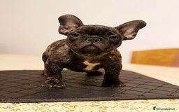 Bulldog Francese cani in vendita: Bulldog francese maschio - Immagine 3