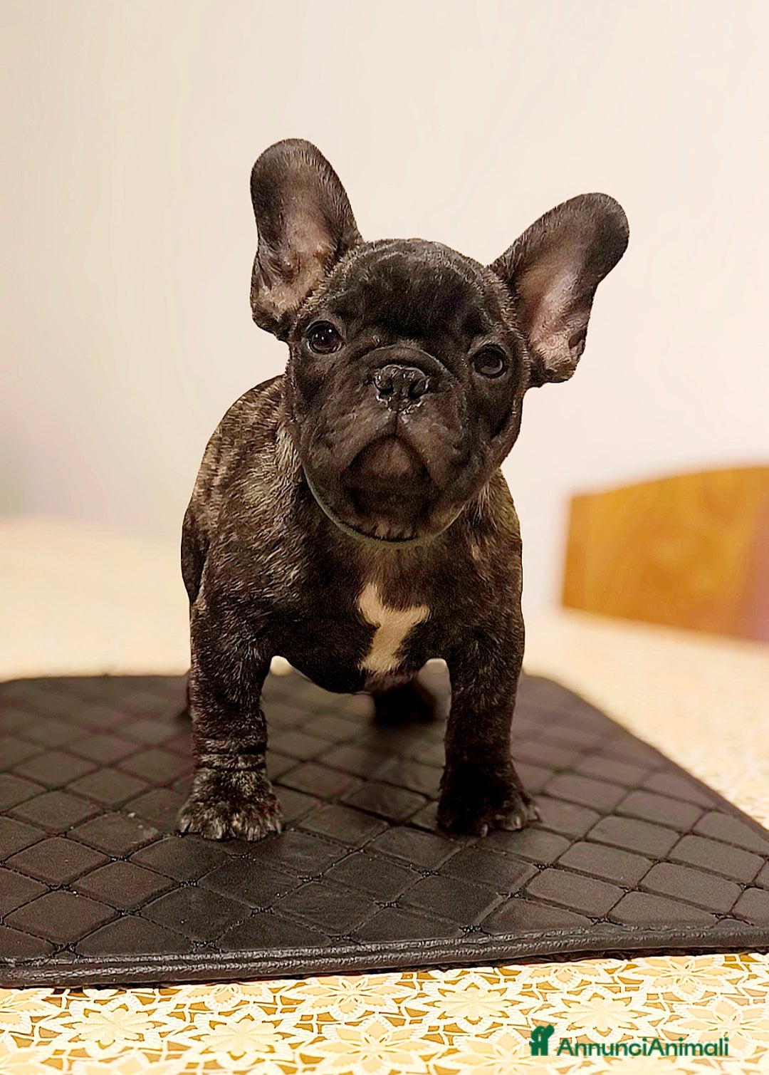 Bulldog Francese cani in vendita: Bulldog francese maschio - Immagine 3