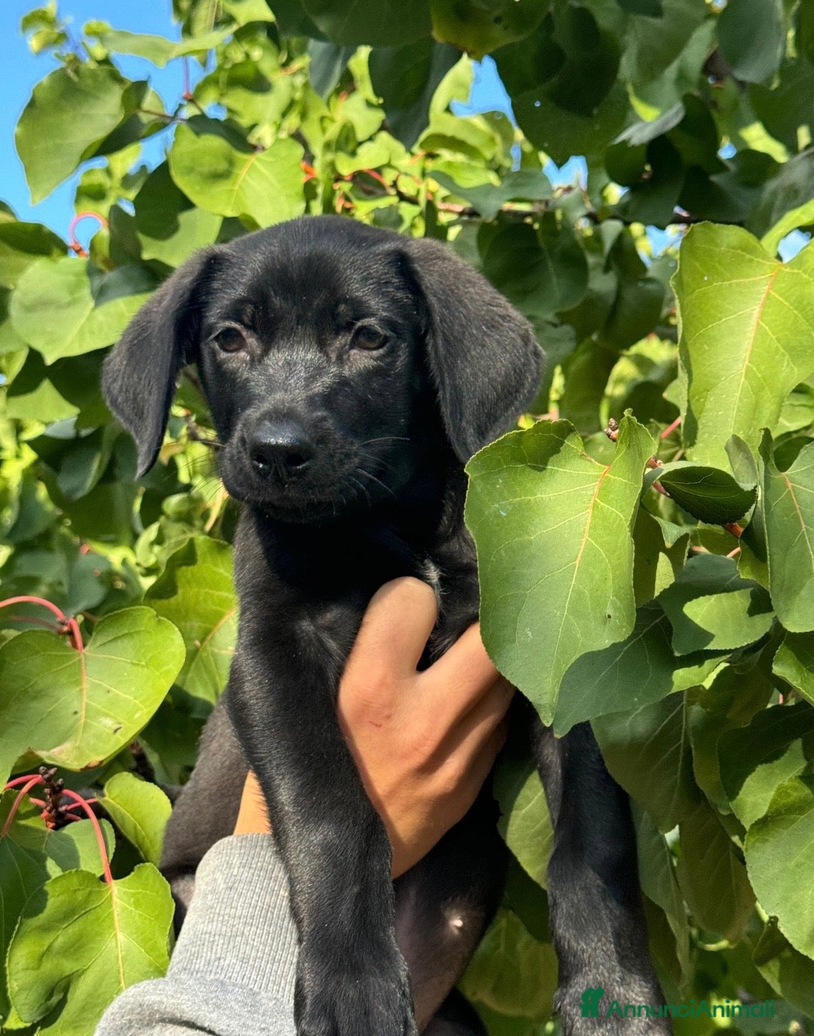 Meticcio cani in regalo: Snoopy cucciolo di simil Labrador  - Annuncio 1