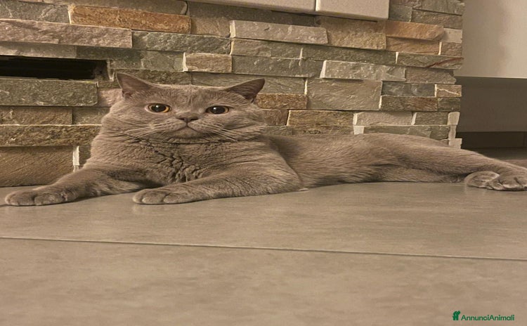 British gatti British short hair a Città Metropolitana di Torino - Annuncio 3
