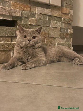 British gatti British short hair a Città Metropolitana di Torino - Annuncio 6