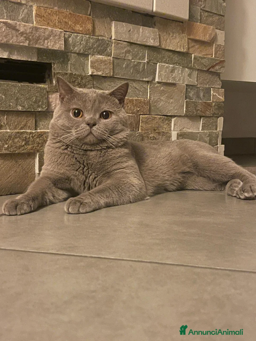 British gatti per accoppiamento: British short hair a Città Metropolitana di Torino - Annuncio 1