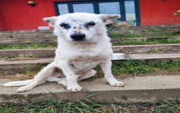 Meticcio cani in regalo: MARIO  a Provincia di Avellino - Immagine 1
