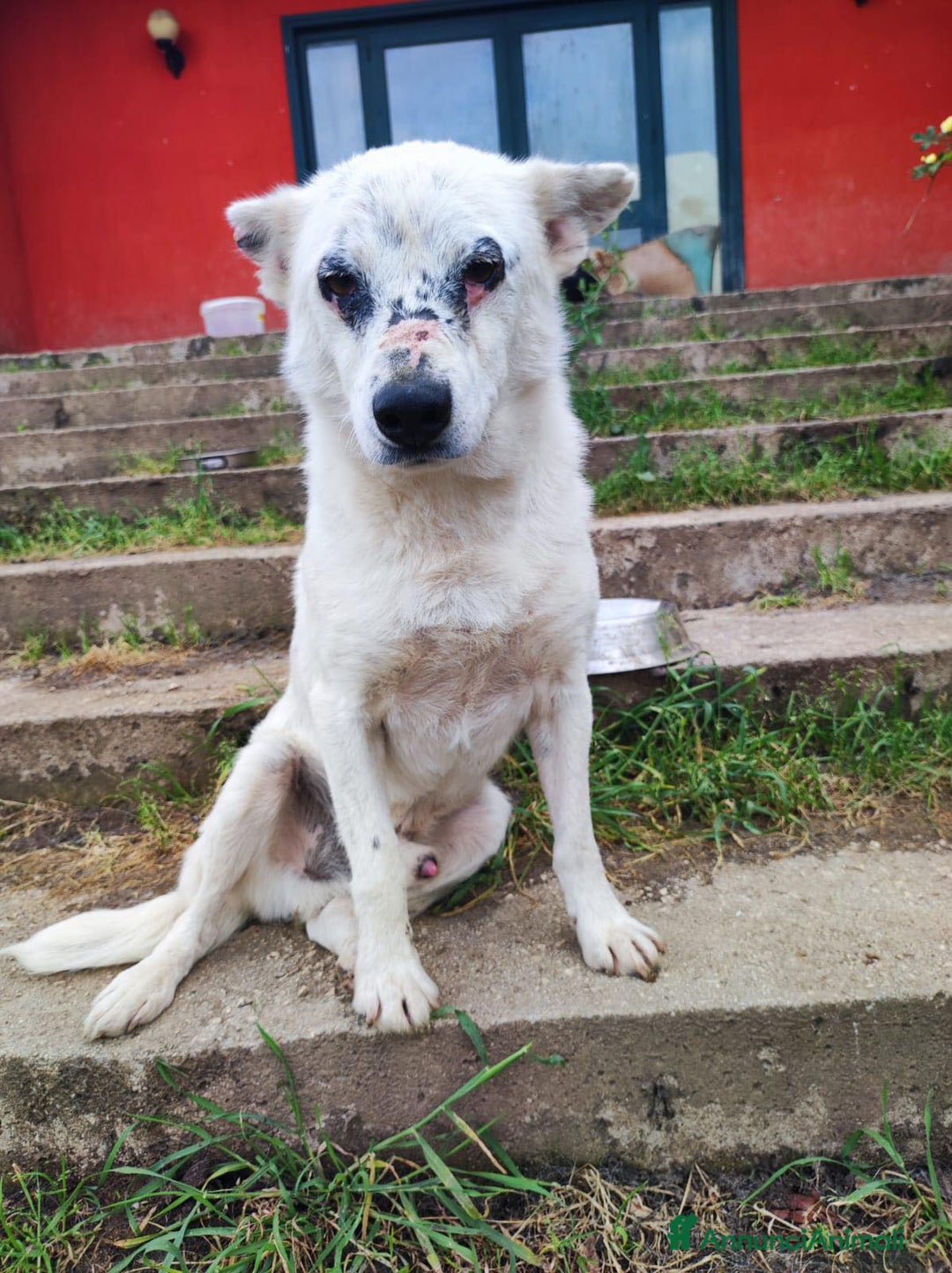 Meticcio cani in regalo: MARIO  a Provincia di Avellino - Immagine 1