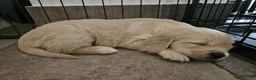 Golden Retriever cani in vendita: Cuccioli Golden Retriever  - Annuncio 2