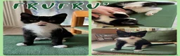 Europeo gatti in regalo: Gattini cercano famiglia!  a Provincia di Vicenza - Annuncio 5