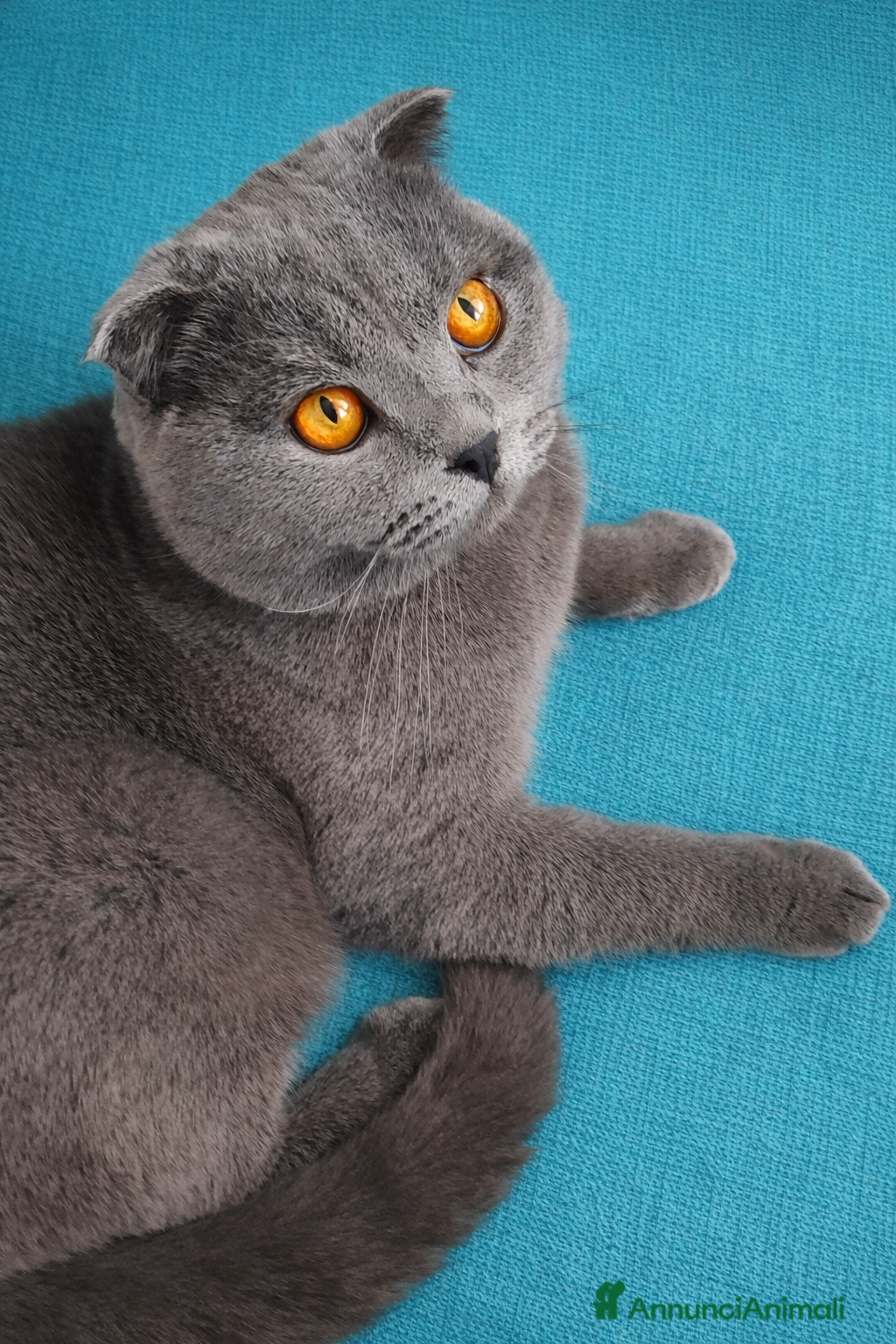 Scottish gatti Scottish Fold MASCHIO disponibile per monta - Annuncio 15