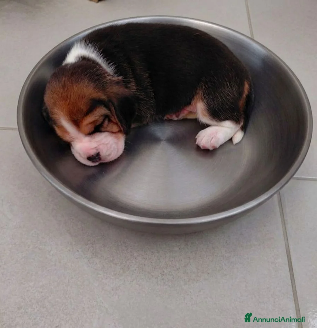 Beagle cani in vendita: Cuccioli di Beagle - Annuncio 2