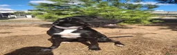 Meticcio cani in regalo: BENNY 💙  STA ANCORA ASPETTANDO LA SUA CASA a Provincia di Pesaro e Urbino - Annuncio 3