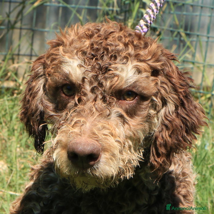Lagotto cani Lagotto romagnolo - maschio giovane 2 a Provincia di Ravenna - Annuncio 7