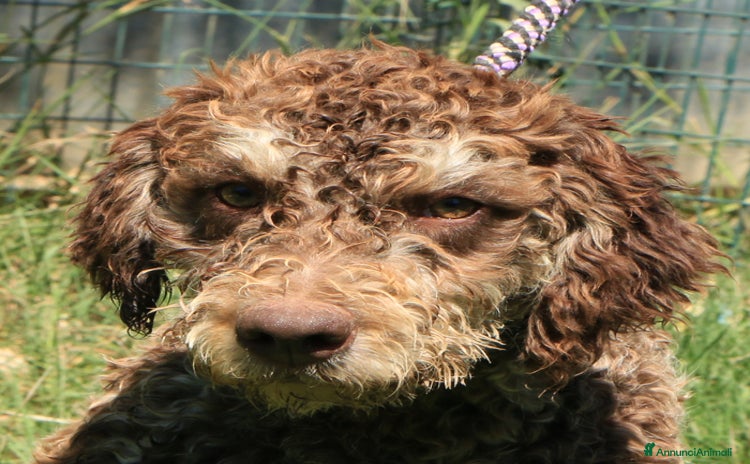 Lagotto cani a Provincia di Ravenna - Annuncio 20