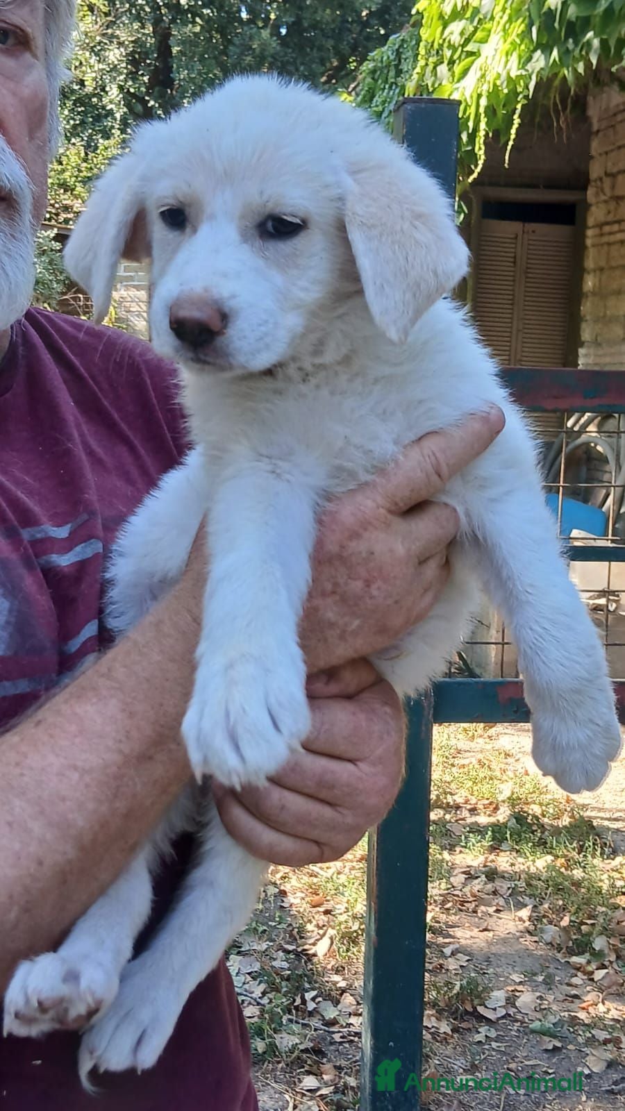 Meticcio cani LA BELLISSIMA BRIGITTE CERCA ADOZIONE - Annuncio 5