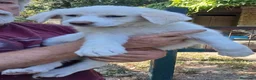 Meticcio cani in regalo: LA BELLISSIMA BRIGITTE CERCA ADOZIONE - Annuncio 1