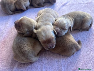 Golden Retriever cani Golden Retriever - AMERICANI - Annuncio 9