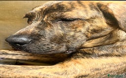 Cane Corso cani in regalo: Kevin cucciolone mixcorso a Milano - Immagine 4