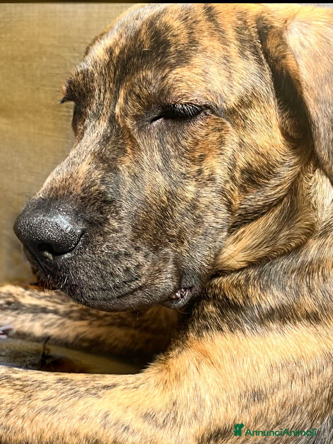 Cane Corso cani in regalo: Kevin cucciolone mixcorso a Milano - Immagine 4