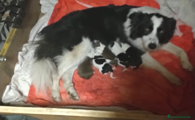 Bearded Collie cani - Annuncio 1