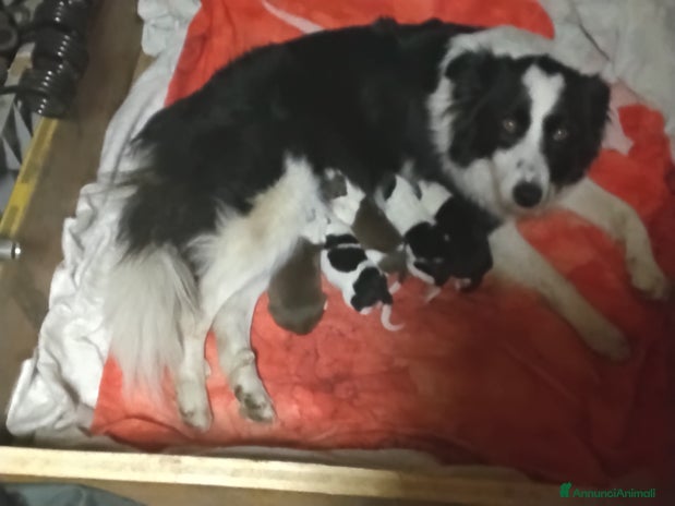 Bearded Collie cani Bordercollie - Annuncio 1