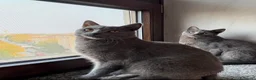 Certosino gatti in vendita: CUCCIOLI DI CERTOSINO PURISSIMI  - Annuncio 6