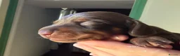 Bassotto Nano cani in vendita: Bassotto tedesco nano pelo corto choco e neri - Annuncio 2