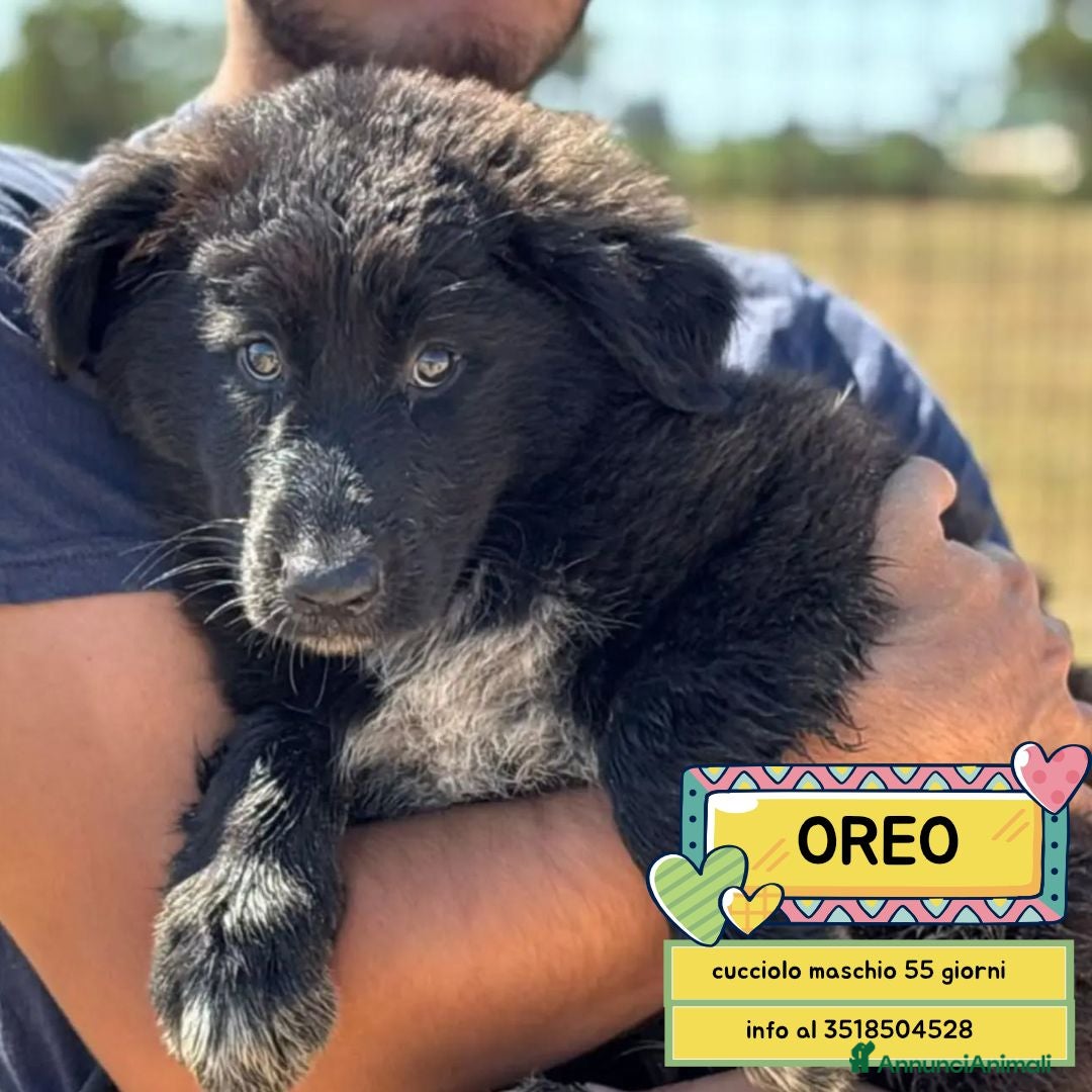 Meticcio cani OREO adozione mix pastore del caucaso maremmano - Annuncio 16