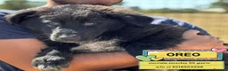 Meticcio cani in regalo: OREO adozione mix pastore del caucaso maremmano - Annuncio 1