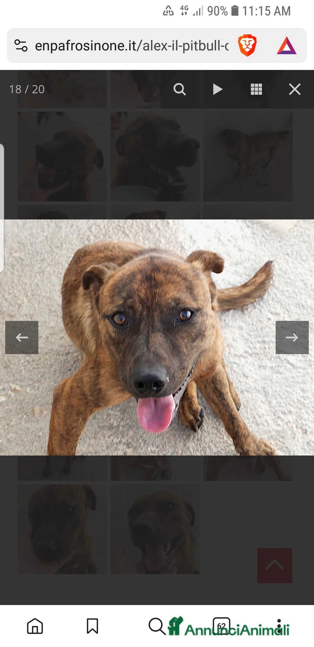 Pitbull cani in regalo: ADOZ.DEL CUORE:simil pit, sorridente,bravo e buono - Annuncio 8