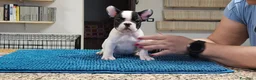 Bulldog Francese cani in vendita: BOULEDOGUE FRANCESE CON PEDIGREE ENCI/FCI a Provincia di Bergamo - Annuncio 5