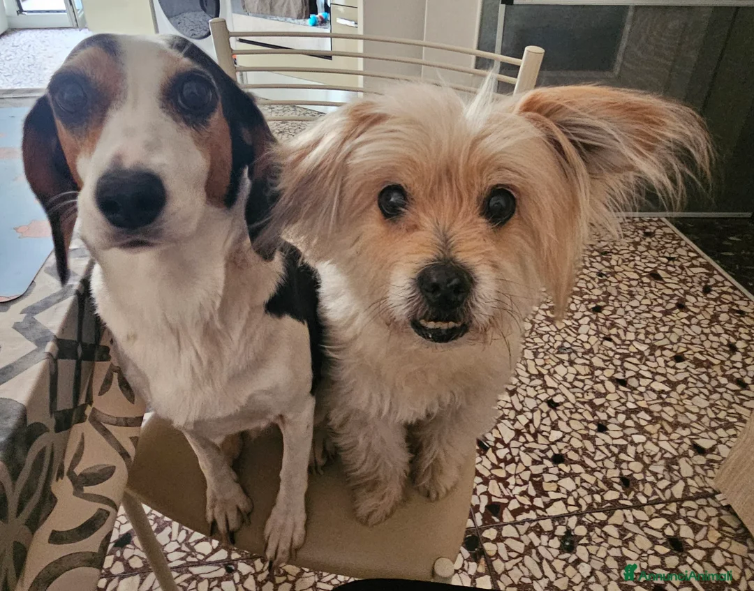Meticcio cani in regalo: CUCCIOLI ABBANDONATI: EMERGENZA  a Città metropolitana di Milano - Annuncio 2