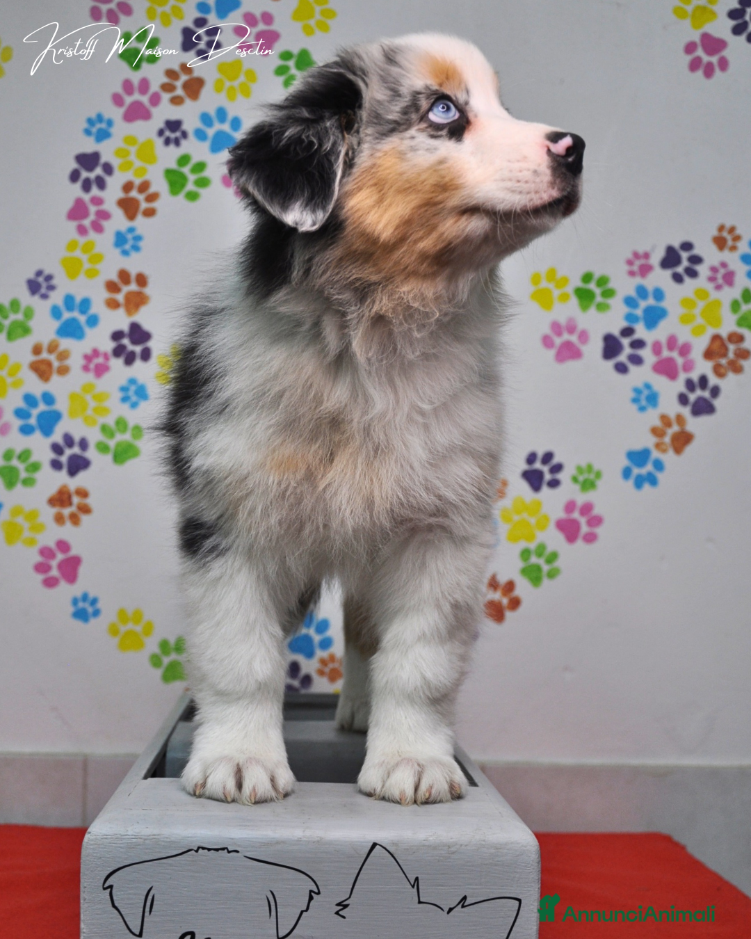 Australian Shepherd cani in vendita: Cuccioli pastore australiano  - Annuncio 6
