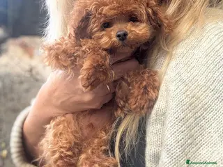 Barboncino cani Barboncino fulvo - Annuncio 1