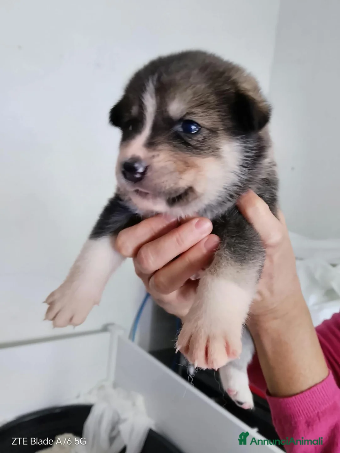 Meticcio cani in regalo: Cuccioli figli di Husky e Akita - Annuncio 1