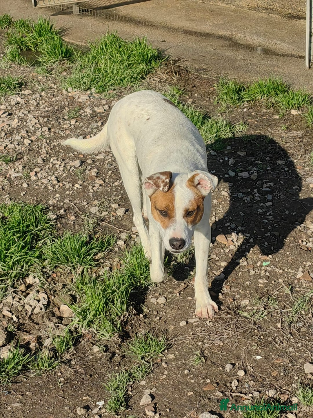 Meticcio cani in regalo: Loky: 10 mesi, taglia contenuta, socievole  - Annuncio 8