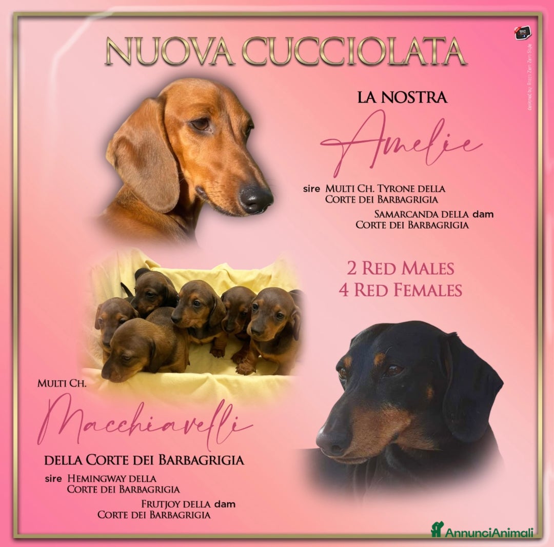 Bassotto cani in vendita: Cuccioli bassotto con pedigree  - Annuncio 2